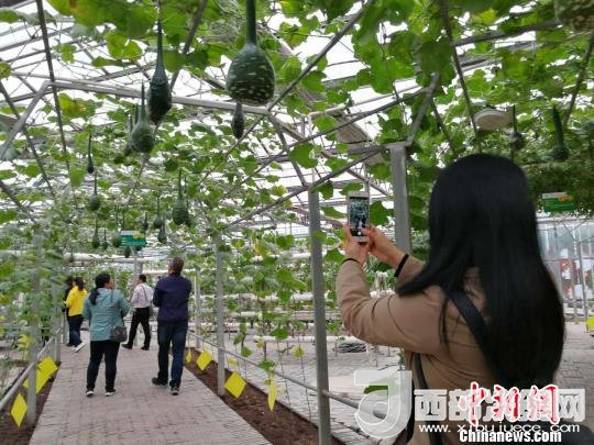 山西省郵政管理局積極推動“一市一品”農(nóng)特產(chǎn)品進城項目。 資料圖 楊杰英 攝