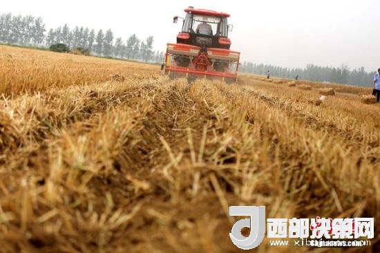 資料圖：收割機(jī)進(jìn)行機(jī)械化收割。<a target='_blank'  data-cke-saved- >中新社</a>記者 王中舉 攝