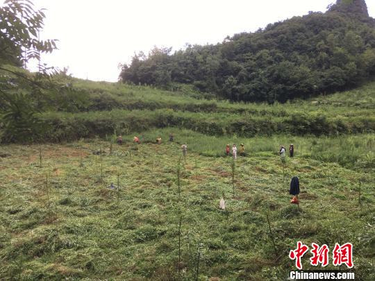 貴州同威生物科技有限公司天麻種植基地?！≈軏?攝