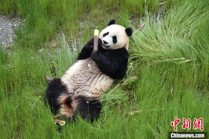 九寨溝熊貓園里的大熊貓?！【耪瘻峡h委宣傳部提供 攝