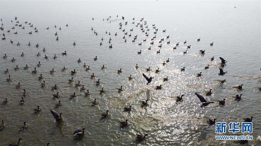 （新華全媒頭條·圖文互動(dòng)）（12）長(zhǎng)淮新“斗水”記——寫在新中國(guó)治淮70年之時(shí)