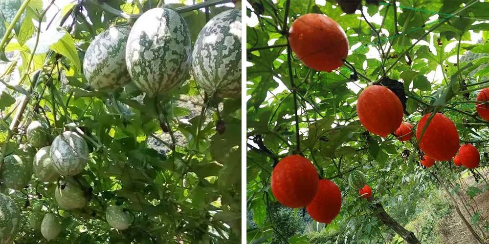 左為處于生長期的吊瓜，右為成熟的吊瓜（圖源西鄉(xiāng)縣宣傳部）