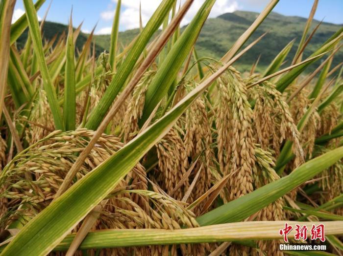 水稻資料圖。<a target='_blank'  data-cke-saved- >中新社</a>記者 王曉斌 攝