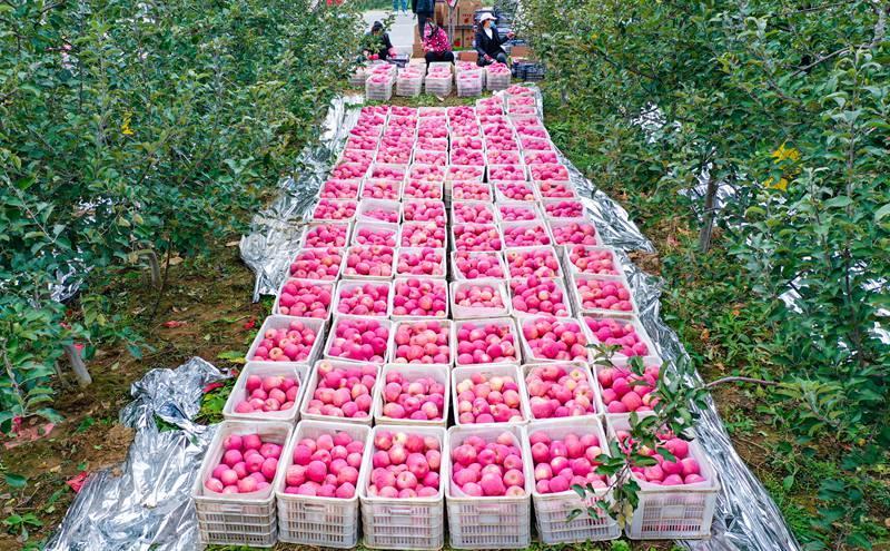 洛川縣永鄉(xiāng)鎮(zhèn)阿寺村果農(nóng)在分揀蘋果。王警攝