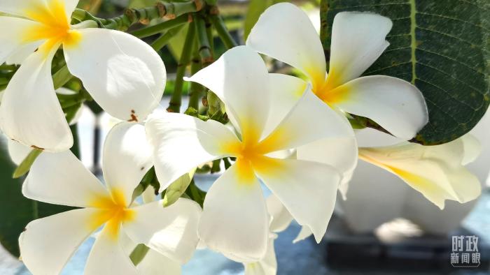 △會(huì)議樓門(mén)口正在綻放的雞蛋花，花語(yǔ)是孕育希望。(總臺(tái)央視記者韓銳拍攝)